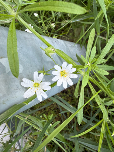 greater stitchwort