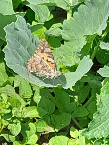 Painted Lady