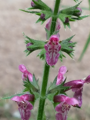 hedge woundwort