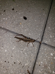 Schistocerca americana