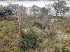 Puya trianae