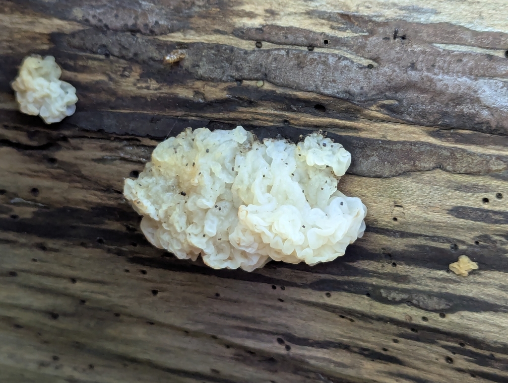 white jelly fungus · May 2026 · photo: Photo: (c) Crystella, some rights reserved (CC BY) · iNaturalist