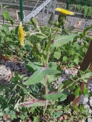 Sonchus