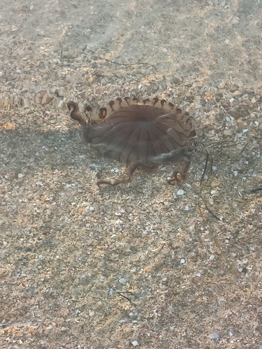 Compass Jelly