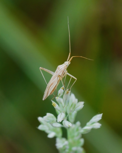 Miridius quadrivirgatus