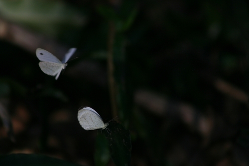 African Wood White