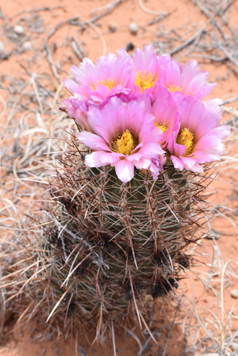Smallflower Fishhook Cactus
