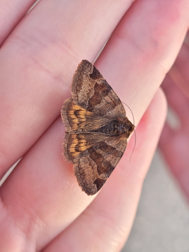 Burnet Companion