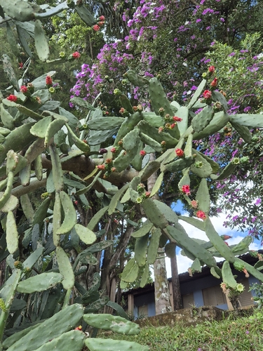 Cochineal Nopal Cactus