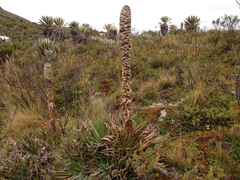 Puya trianae