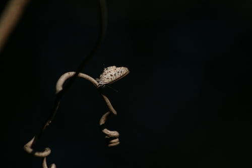 Common Zebra Blue Complex