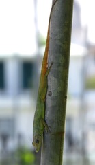Anolis aeneus
