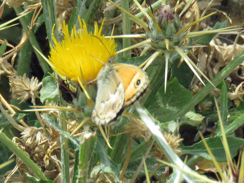 Cretan Small Heath
