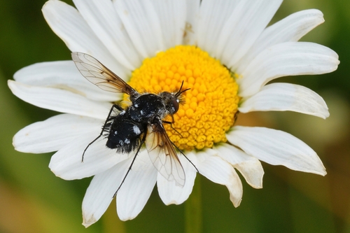Bombylella atra