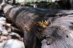 Calocera guepinioides