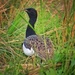 Bengal Florican - Photo (c) Daudabdullah, some rights reserved (CC BY-SA)