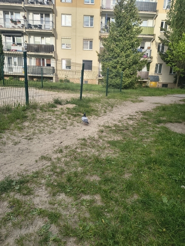 Rock Pigeon