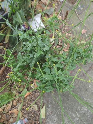 Hedge mustard