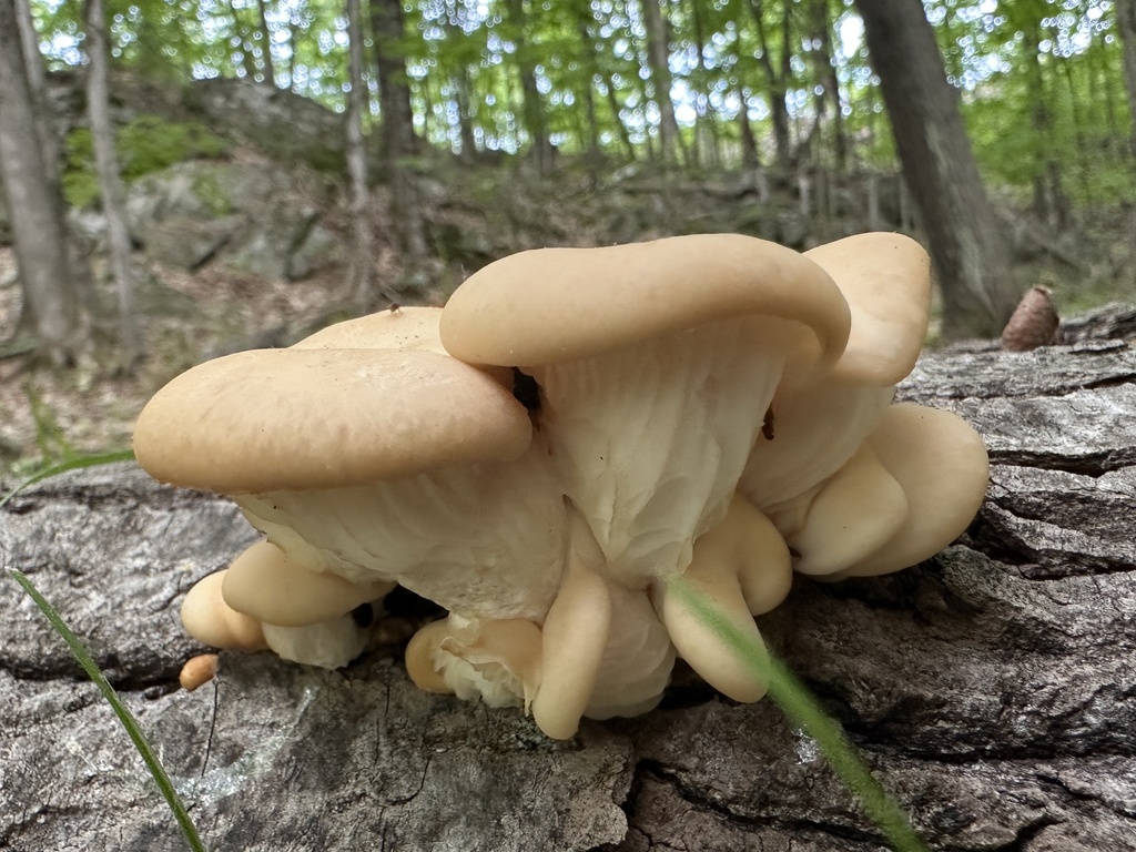 aspen oyster mushroom · May 2026 · photo: Photo: (c) brendanboyd, some rights reserved (CC BY) · iNaturalist
