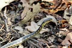 Thamnophis sirtalis semifasciatus