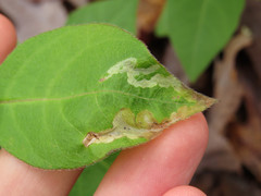 Aulagromyza cornigera