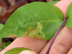 Aulagromyza cornigera