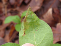 Aulagromyza cornigera