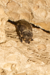 Eptesicus nilssonii