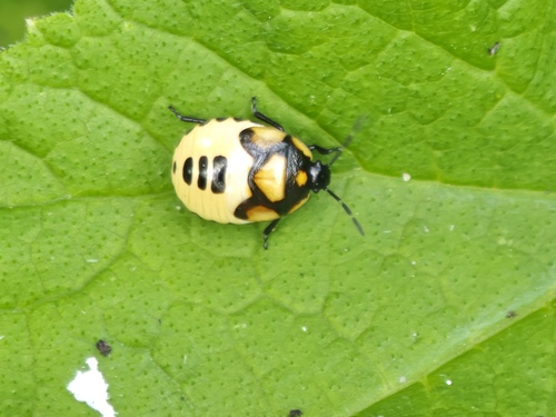 Pied shield bug, Lisse, Nederland, photo 7 of 10