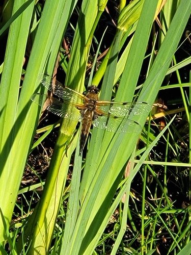 Four-spotted Skimmer