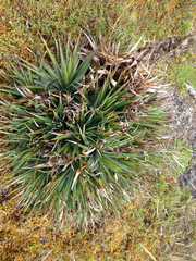 Puya trianae