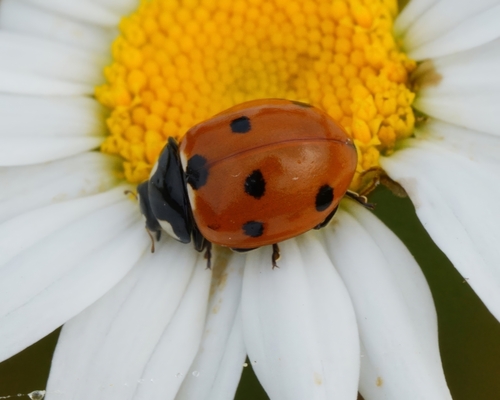 Seven-spotted Lady Beetle