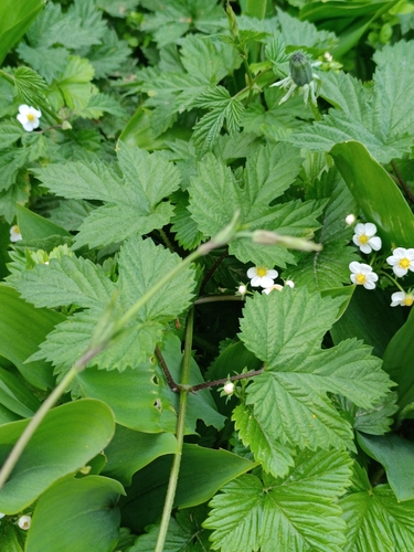 common hops