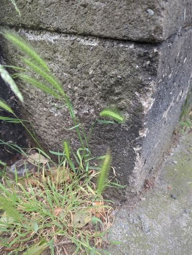wall barley