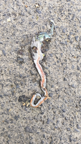 Smooth Snake