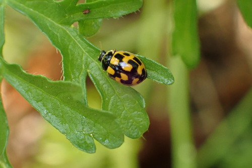 Fourteen-spotted Lady Beetle