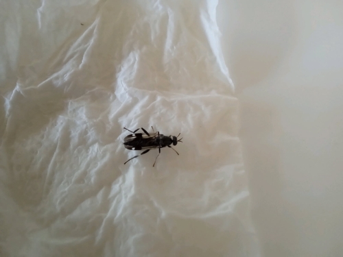 Garden soldier fly