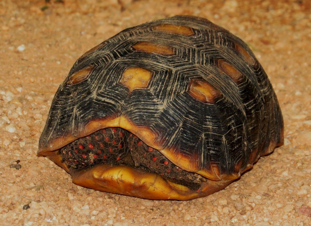 Red-footed Tortoise