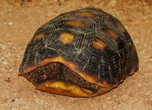 Red-footed Tortoise