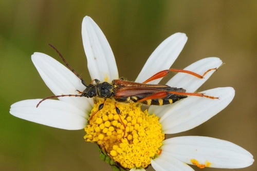 Stenopterus rufus