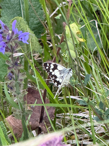 Marbled White