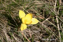 Zephyranthes filifolia