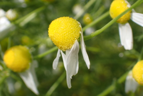 German Chamomile