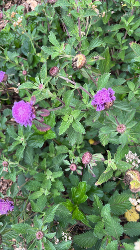 Centratherum punctatum, 2026-05-31
