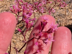 Chorizanthe fimbriata, photograph (c) Sergey, some rights reserved (CC BY)