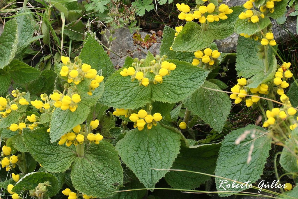 Calceolaria plectranthifolia