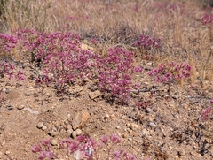 Chorizanthe fimbriata, photograph (c) Sergey, some rights reserved (CC BY)
