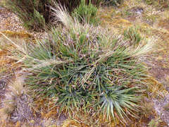 Puya trianae