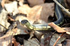 Thamnophis sirtalis semifasciatus