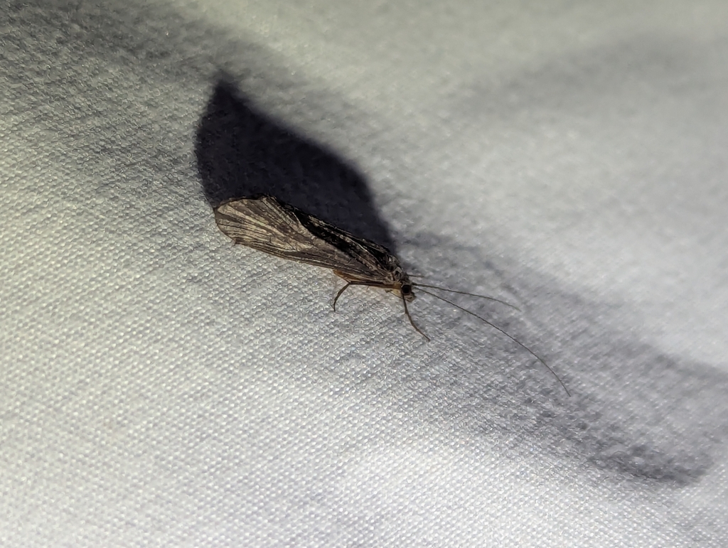 Say's Giant Caddisfly